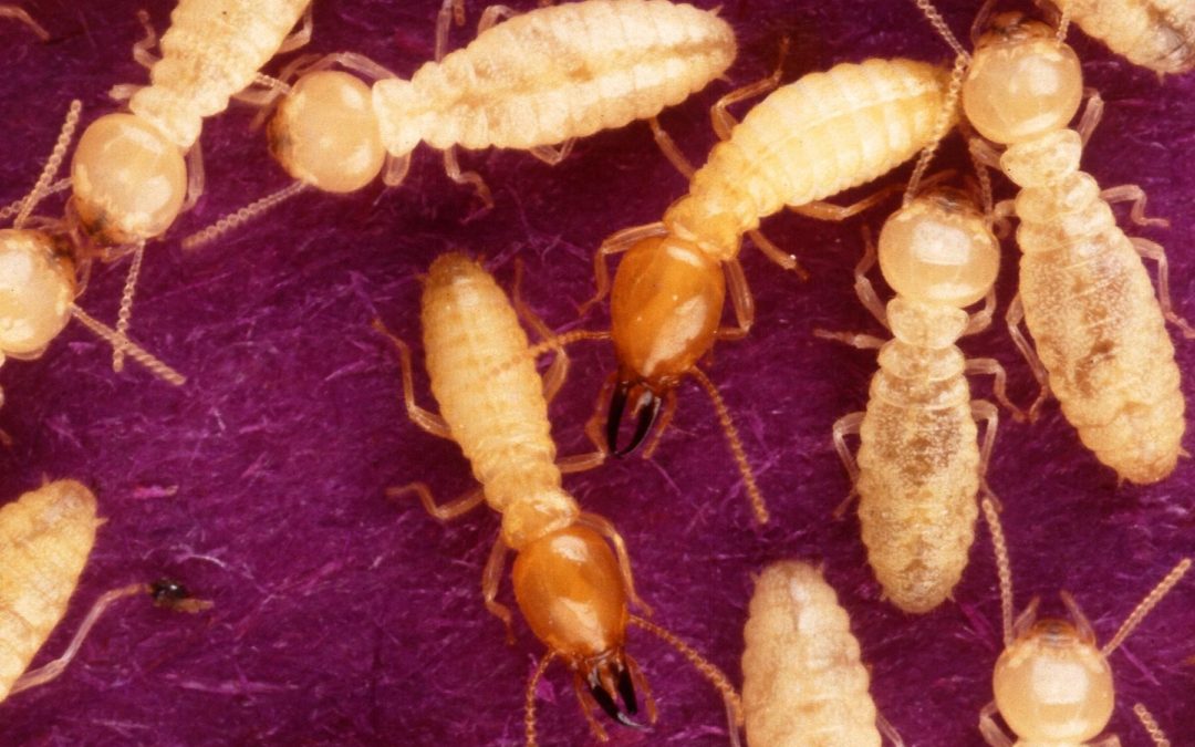 Termite Inspection: A Small Price to Pay for Peace of Mind