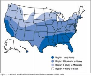 Termite Infestations